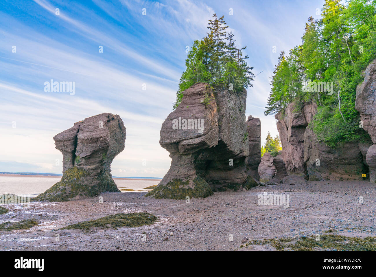 Vaso di fiori di formazioni lungo la baia di Fundy in Hopewell Rocks Parco, New Brunswick, Canada Foto Stock