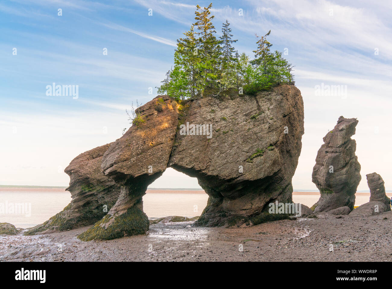 Vaso di fiori di formazioni lungo la baia di Fundy in Hopewell Rocks Parco, New Brunswick, Canada Foto Stock