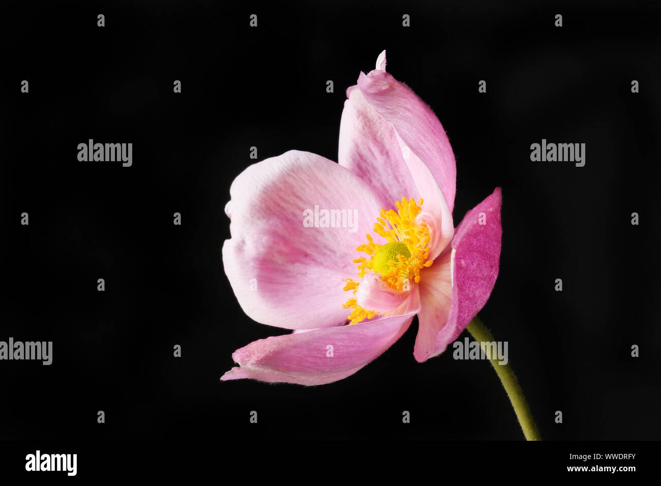 Anemone giapponese flower isolata contro il nero Foto Stock