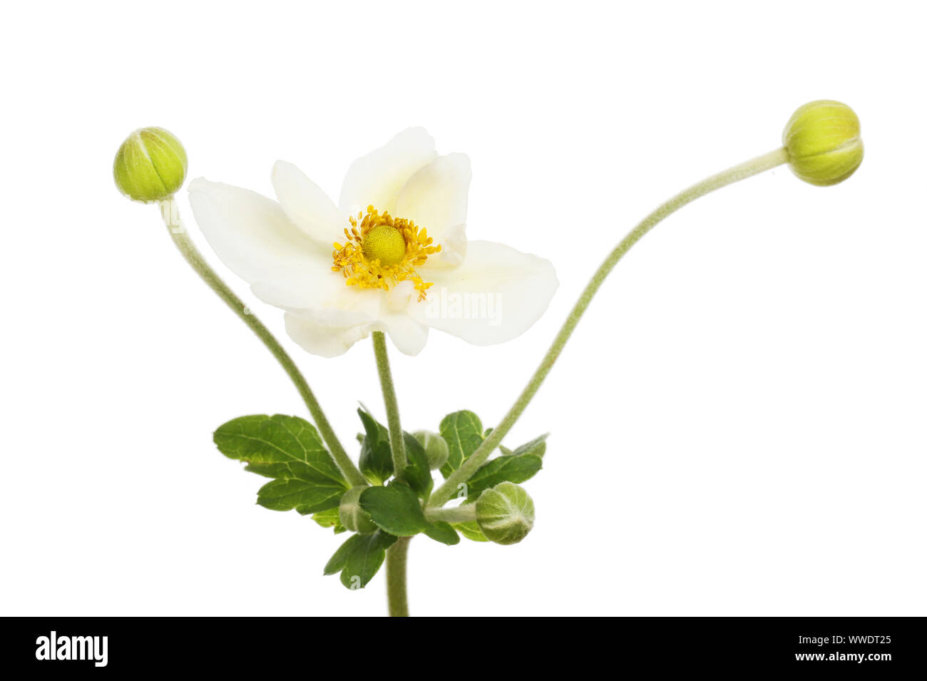 Giapponese Bianco fiore anemone, boccioli e fogliame isolata contro bianco Foto Stock