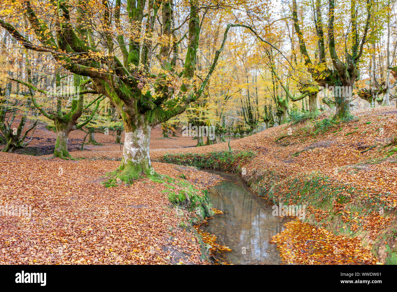 Faggi foresta di Otzarreta, parco naturale di Gorbeia, Vizcaya, Spagna Foto Stock