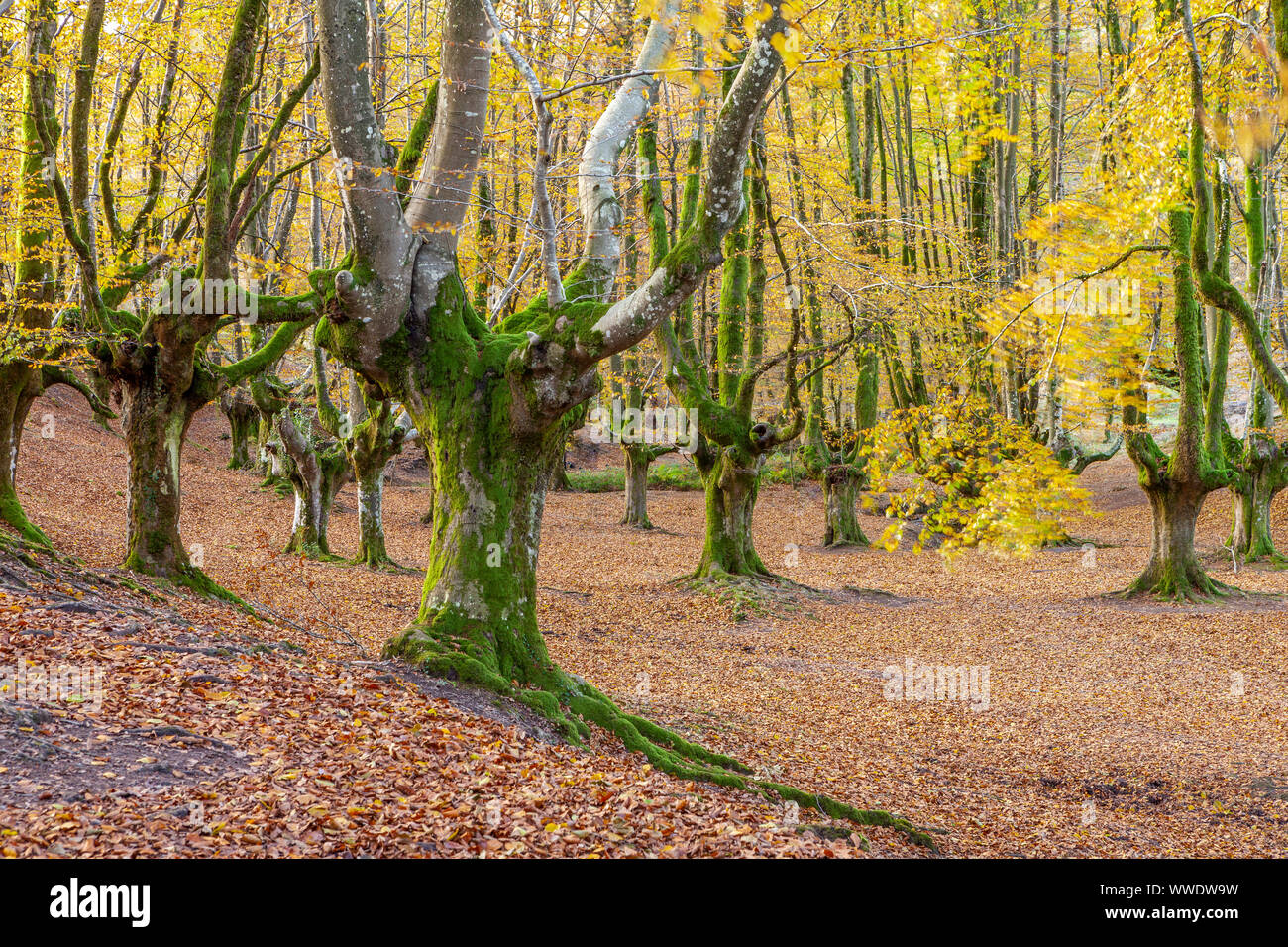 Faggi foresta di Otzarreta, parco naturale di Gorbeia, Vizcaya, Spagna Foto Stock