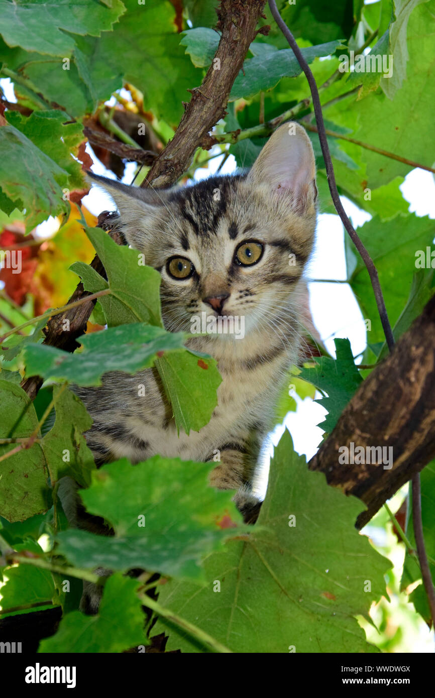 Sgombri tabby kitten circondata dal verde di foglie di vite Foto Stock