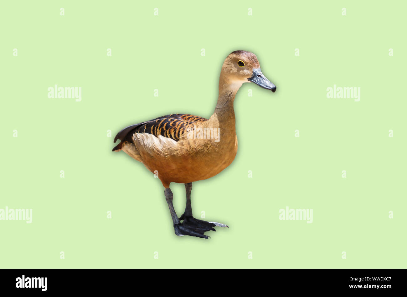 Un selvaggio poco Mallard duck isolato sul morbido sfondo verde Foto Stock