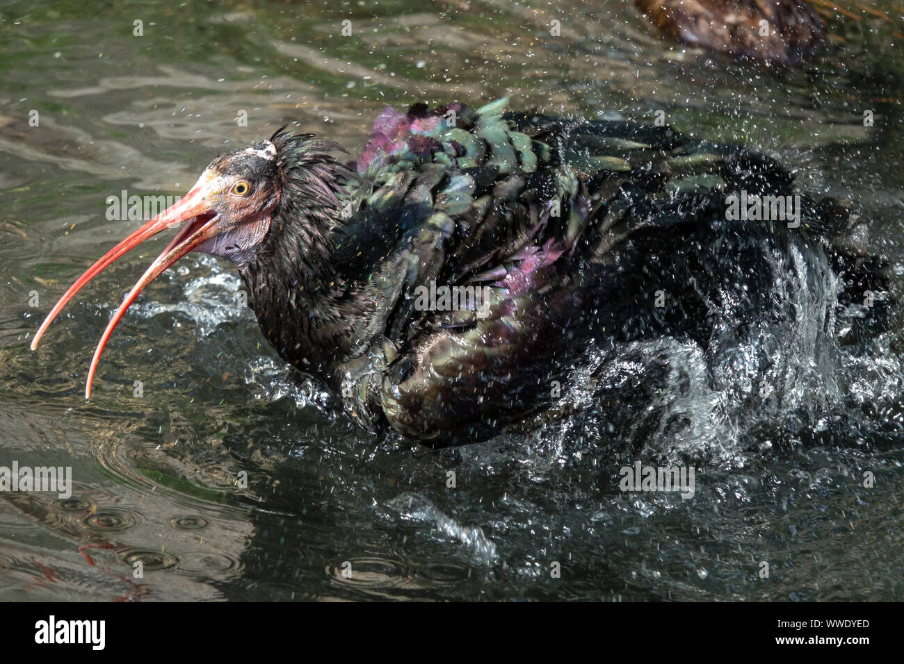 Ibis Geronticus eremita, un uccello gode di un bagno d'acqua in una calda giornata estiva Ibis Godetevi spruzzi d'acqua e spruzzi d'uccello Foto Stock