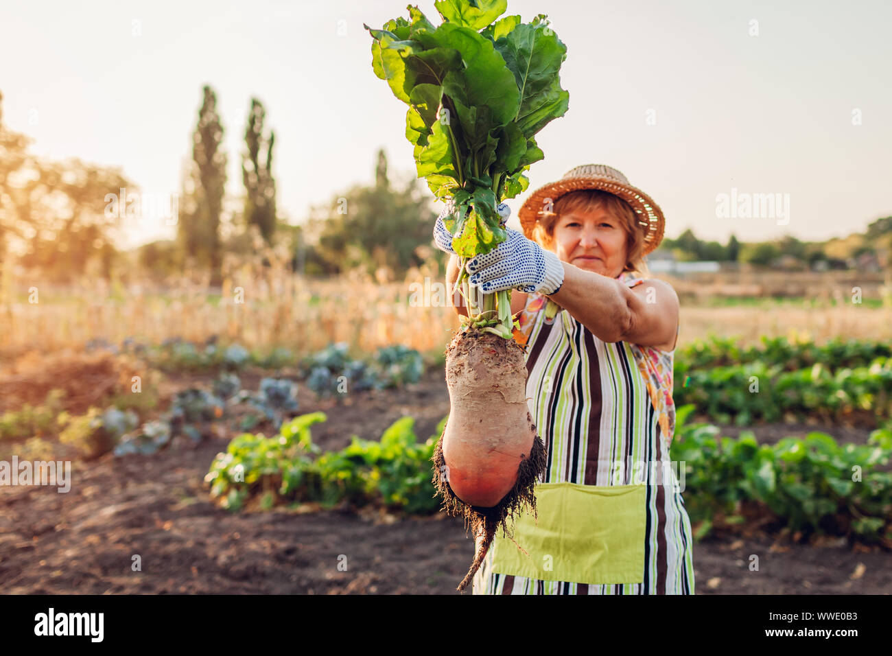 Agricoltore tirato barbabietole fuori del suolo e tenendolo premuto. In autunno la mietitura. Raccolta di ortaggi. Foto Stock