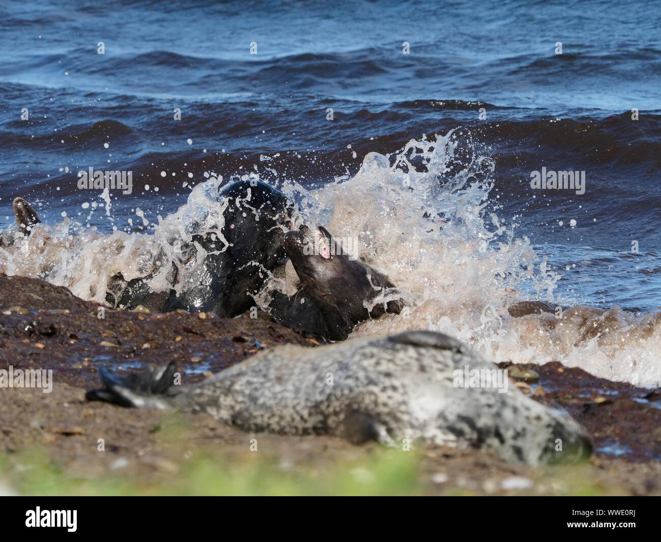 Due le foche grigie (Halichoerus grypus) giocando nel surf, Moray Firth, Scotland, Regno Unito Foto Stock