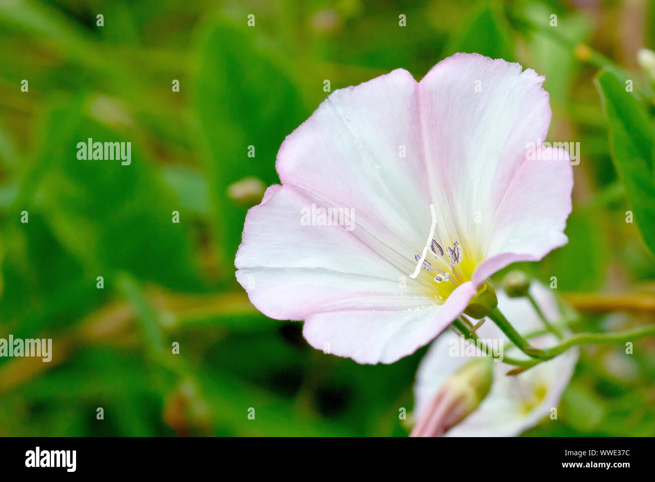 Campo Centinodia (convolvulus arvense), chiudere fino che mostra il dettaglio di un unico fiore. Foto Stock