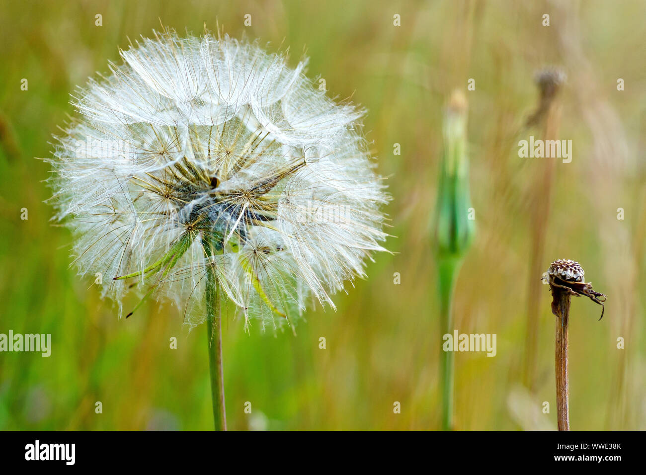 Goatsbeard o Jack-go-to-letto a mezzogiorno (tragopogon pratensis), chiusura del grande seedhead prodotta dall'piuttosto piccoli fiori. Foto Stock