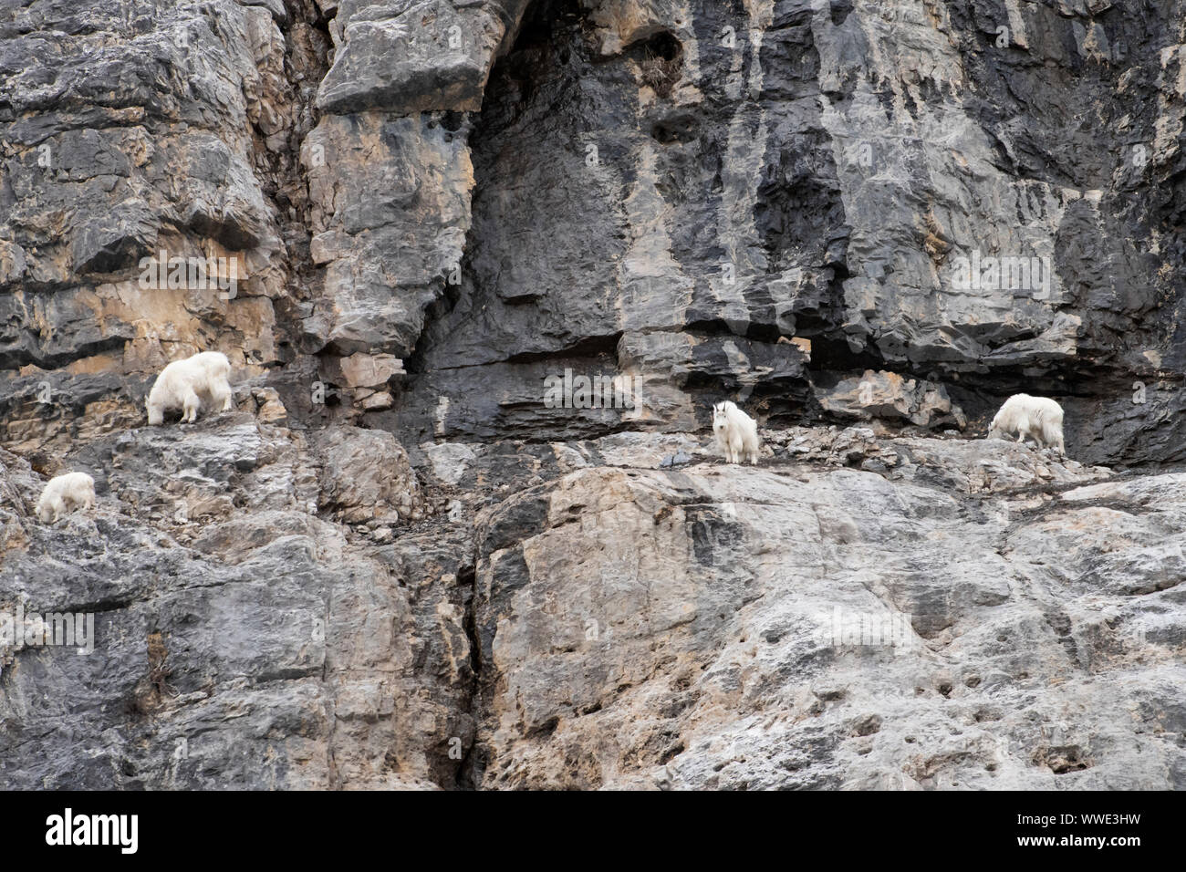 Nord America; Canada; Alberta; Parco Nazionale Jasper; fauna; delle capre di montagna; Oeamnos americanus; Cliffside Foto Stock