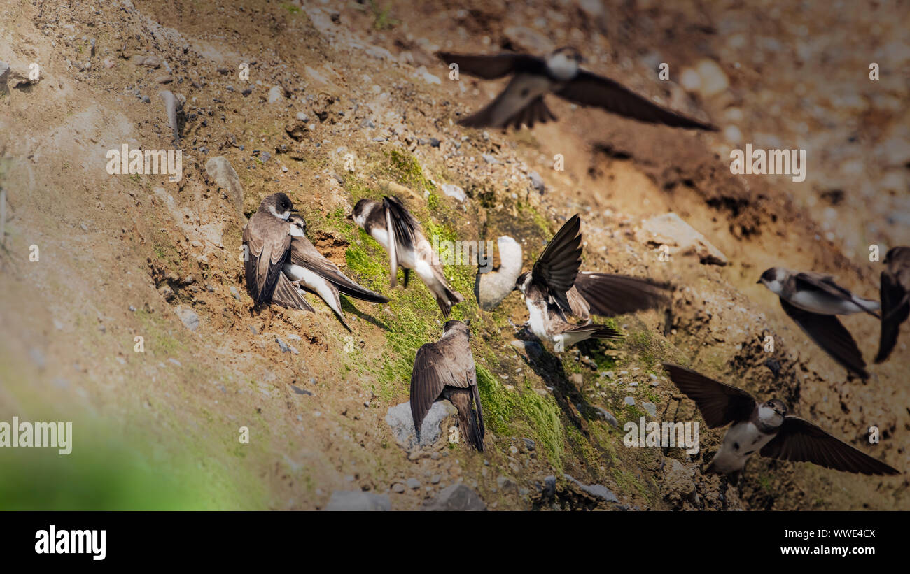 Colonia di sabbia Martins (Riparia Riparia) battenti intorno il loro nido fori nella parete di sabbia sulla riva del mare irlandese. Testa di Bray, Co. Wicklow, Irlanda. Foto Stock