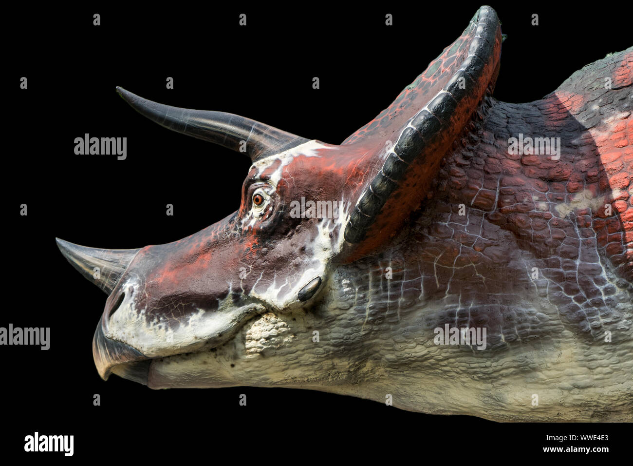 Triceratops isolati su sfondo nero. Triceratops è un dinosauro erbivoro vissuto nel cretaceo Foto Stock