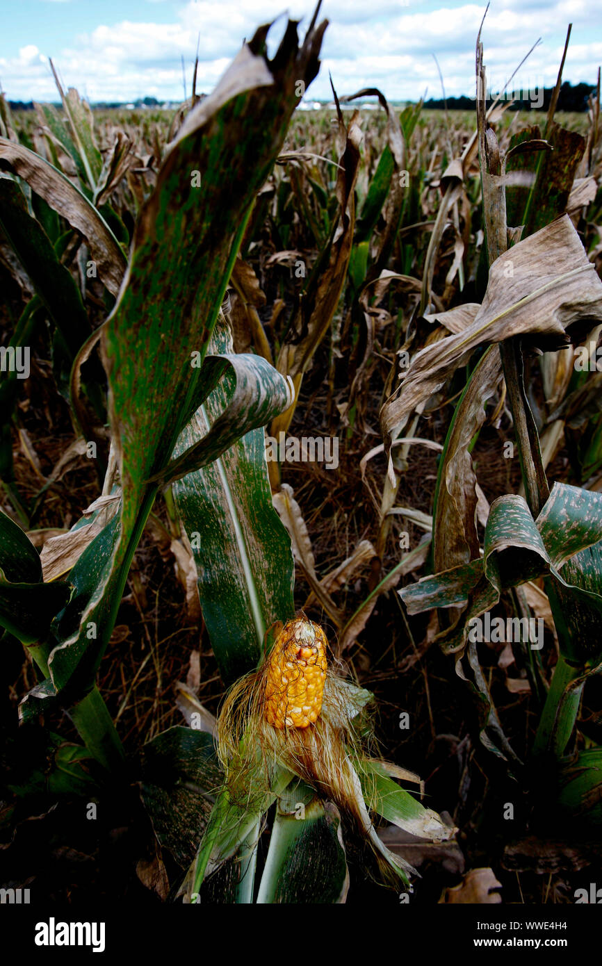 Mais mature ancora nella buccia nel campo di grano pronti per essere raccolti nella parte ovest del centro vicino a Fort Wayne in Indiana. Foto Stock