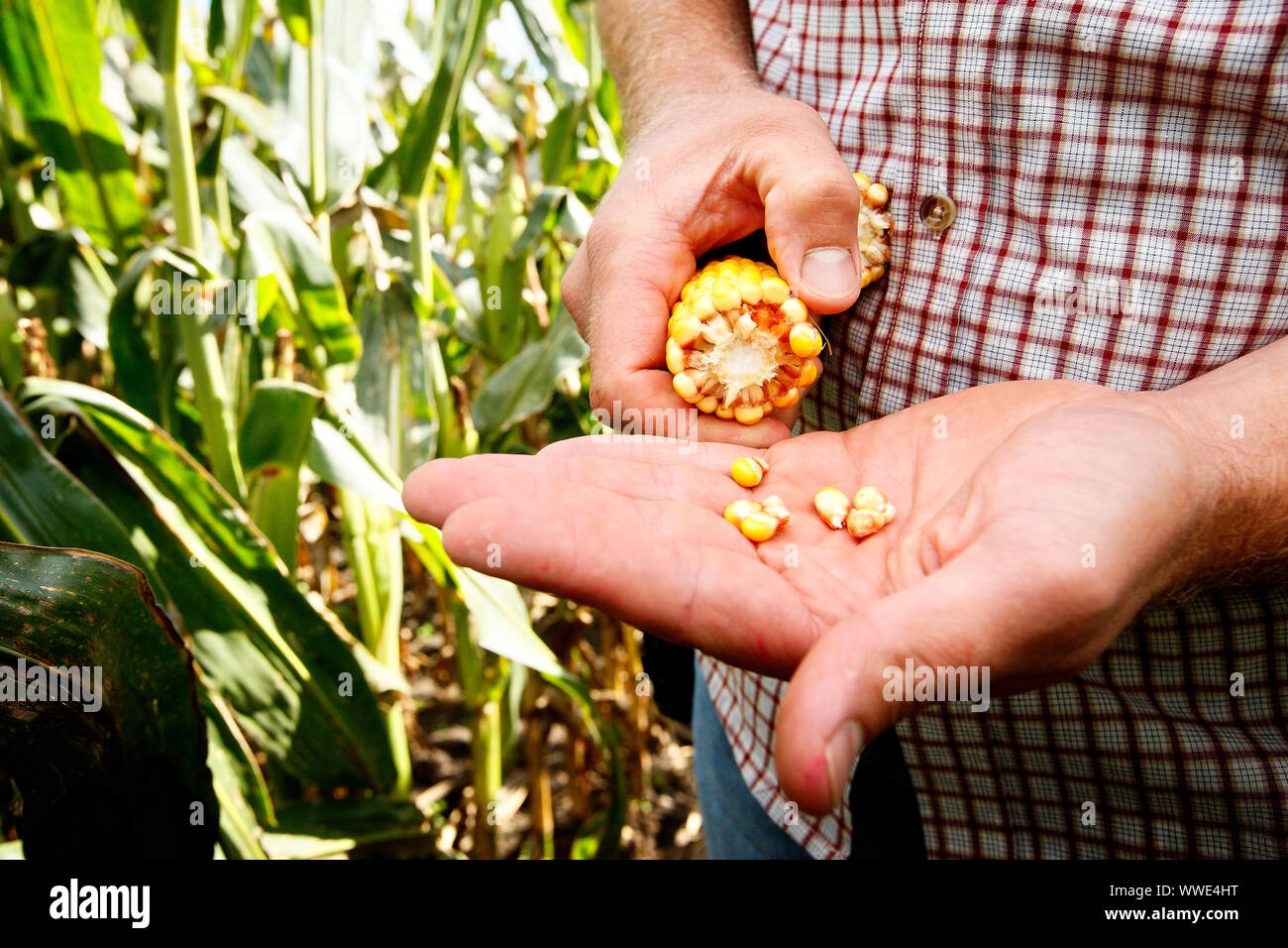 Mature sulla pannocchia di mais nel campo di grano pronti per essere raccolti nella parte ovest del centro vicino a Fort Wayne in Indiana. Foto Stock