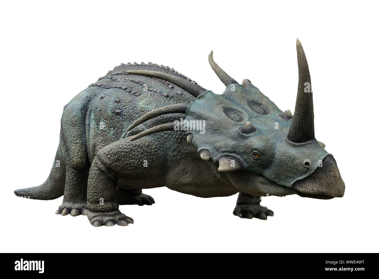 Ritratto di styracosaurus isolati su sfondo bianco.Styracosaurus è un dinosauro erbivoro vissuto nel cretaceo Foto Stock