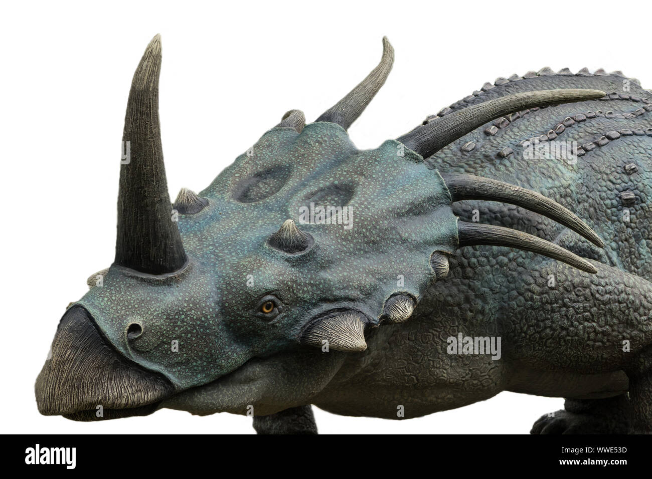 Ritratto di styracosaurus isolati su sfondo bianco.Styracosaurus è un dinosauro erbivoro vissuto nel cretaceo Foto Stock