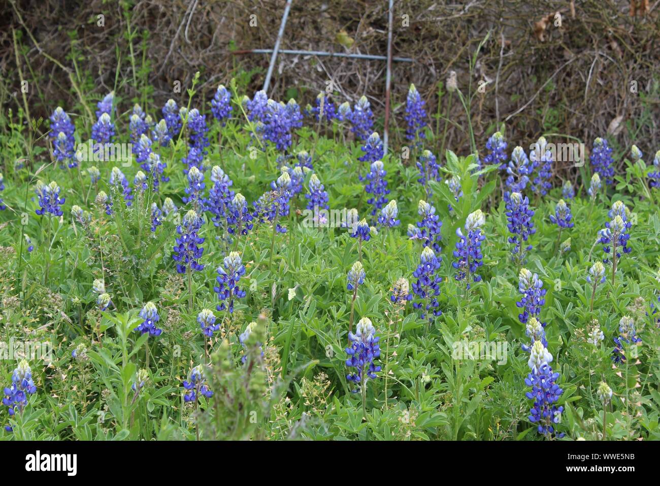 Berretti blu lungo la strada a Luckenbach Texas, Stati Uniti d'America Foto Stock