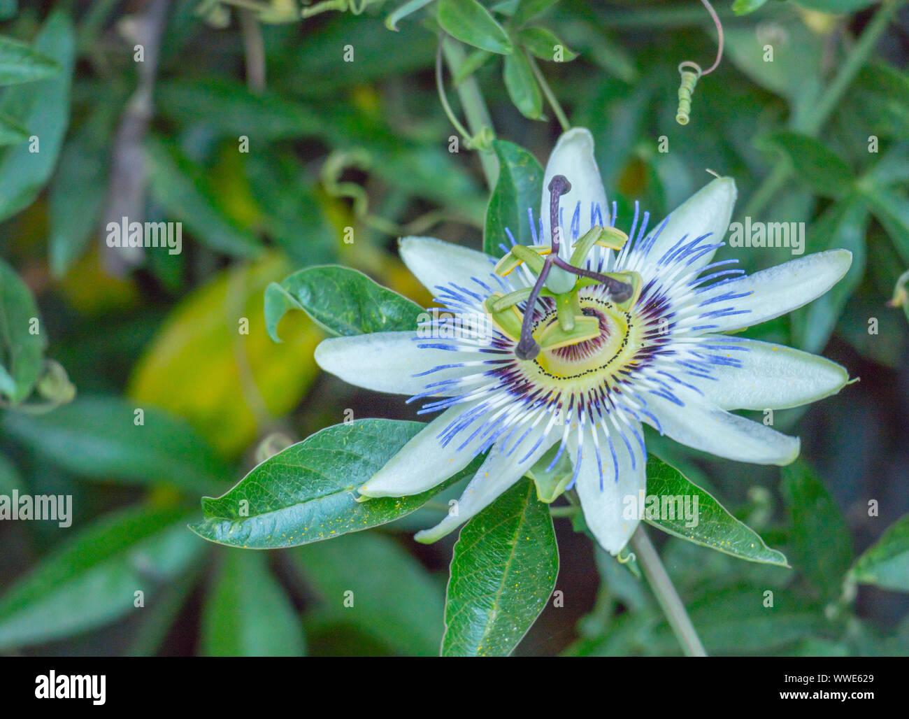 Dettaglio del fiore della passione di luce diurna vista all'aperto Foto Stock