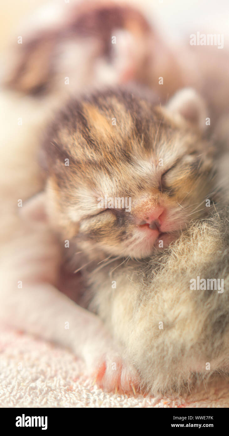 I gattini appena nati dormono, piccoli animali baby sleep. Foto Stock