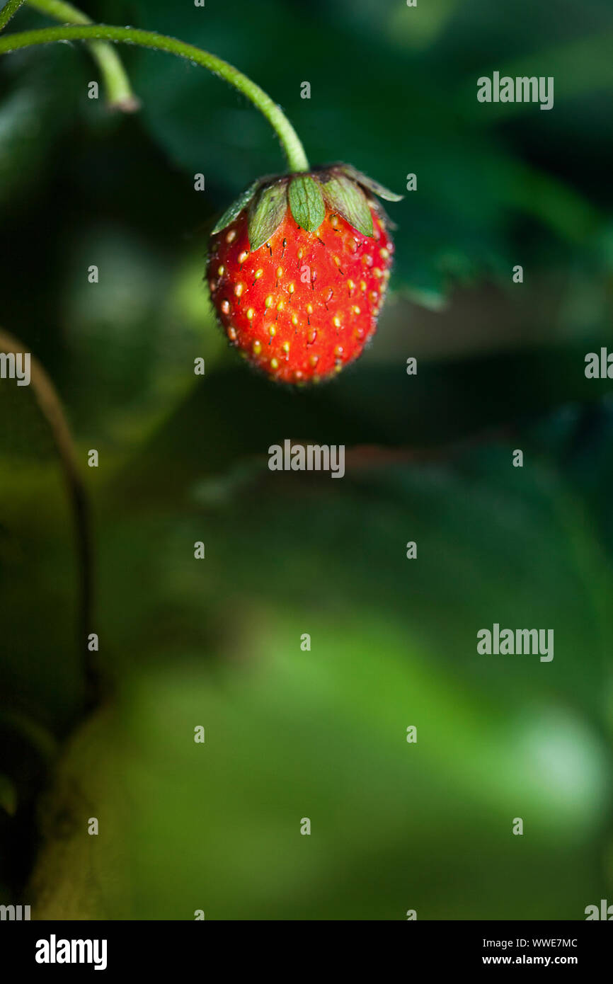 Fragola rossa close up con sfondo verde. Fragola è in un ambiente naturale. Foto Stock