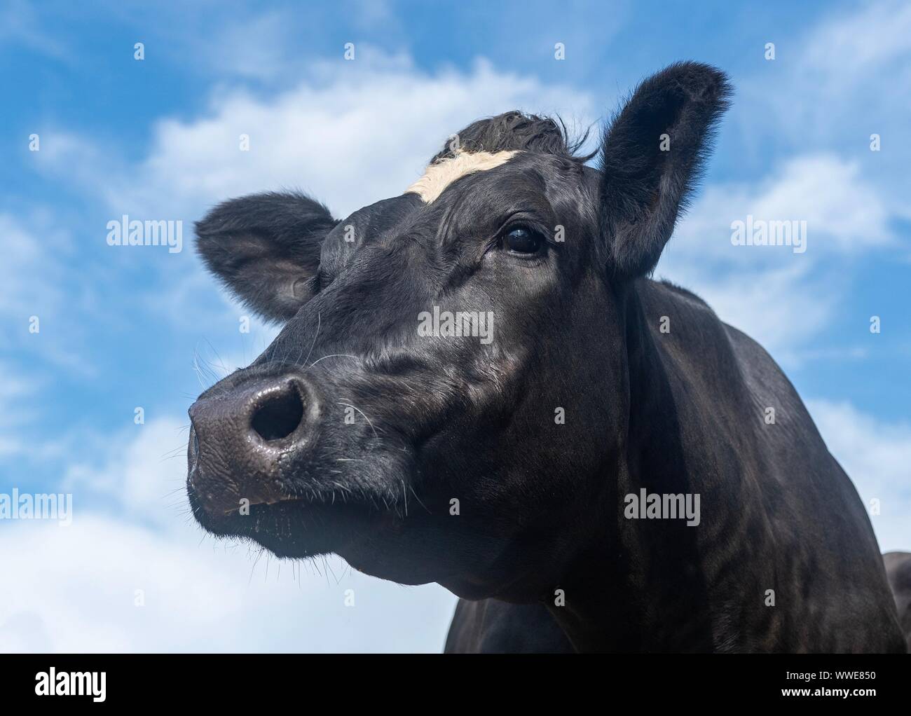 Una foto ravvicinata di un mucca in bianco e nero Foto Stock