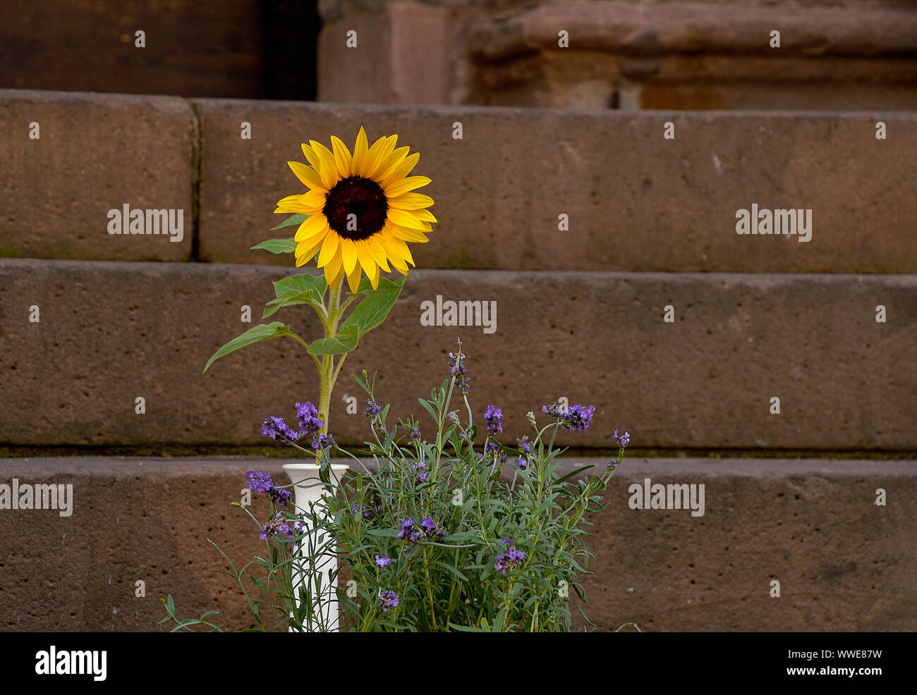 Girasole giallo in vaso con viola bouquet di fiori selvaggi sul muro di pietra sullo sfondo Foto Stock