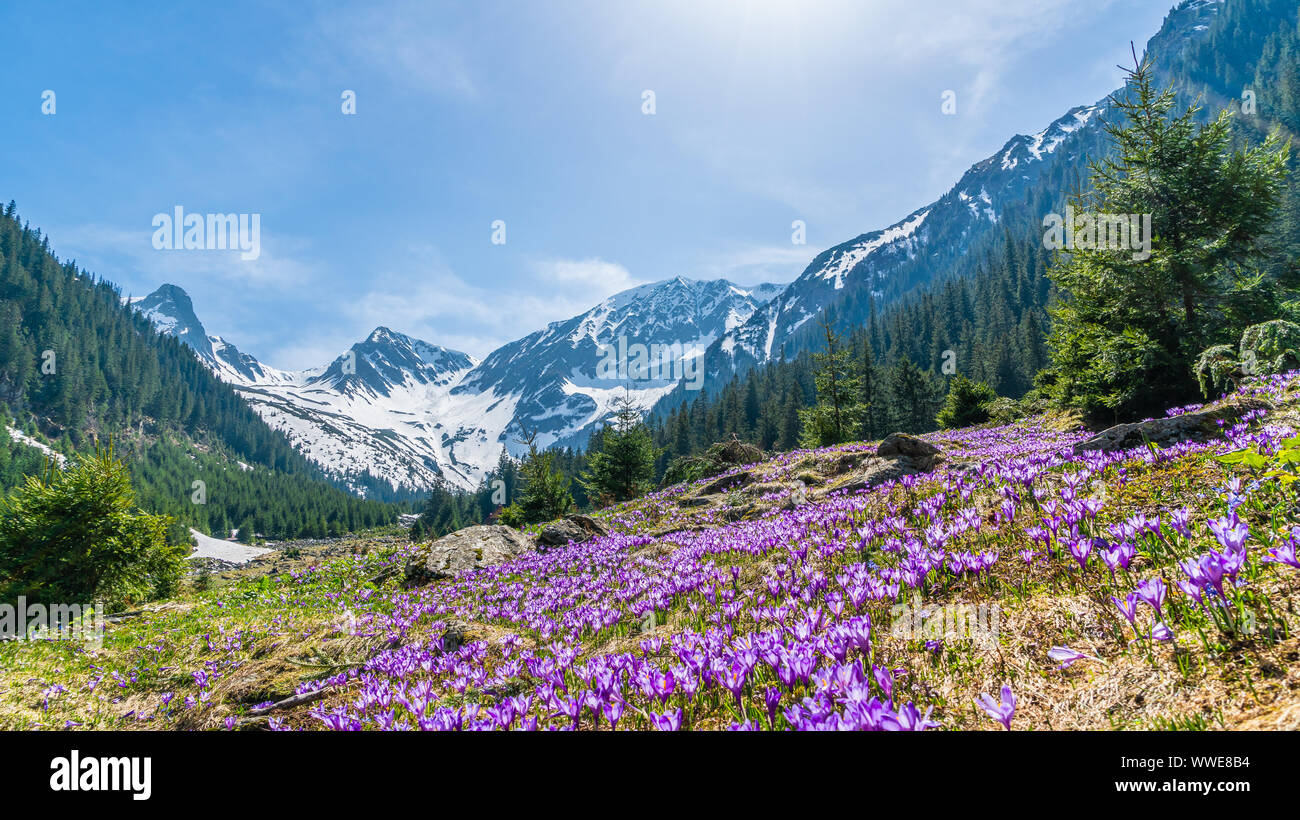Paesaggio alpino con viola crocus fiori in primavera sulla valle Sambetei in montagna Fagaras, Romania Foto Stock