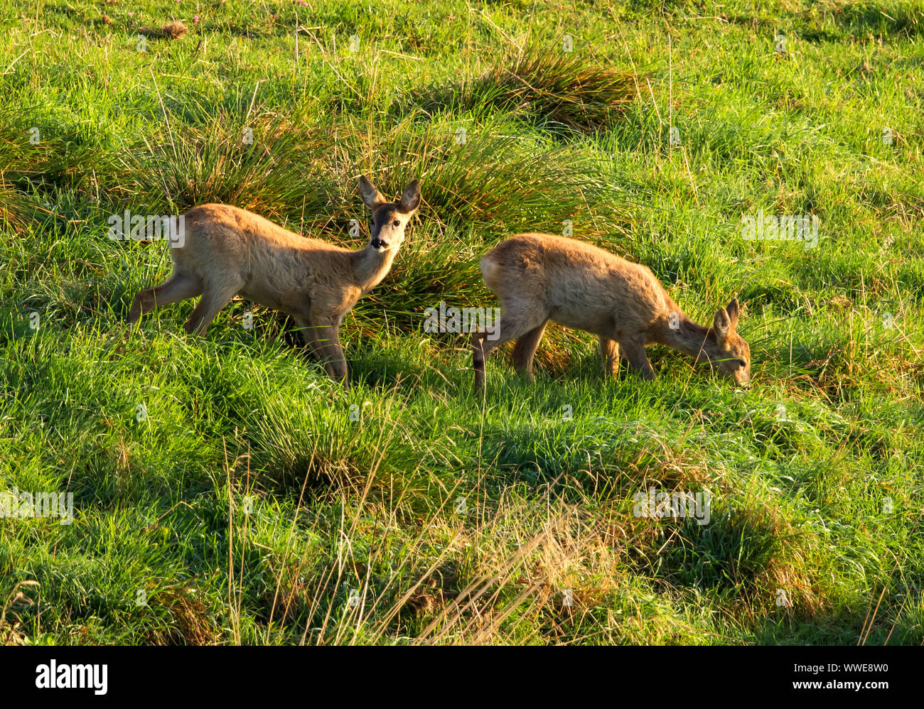 Capriolo gemelli di sei mesi di età Foto Stock