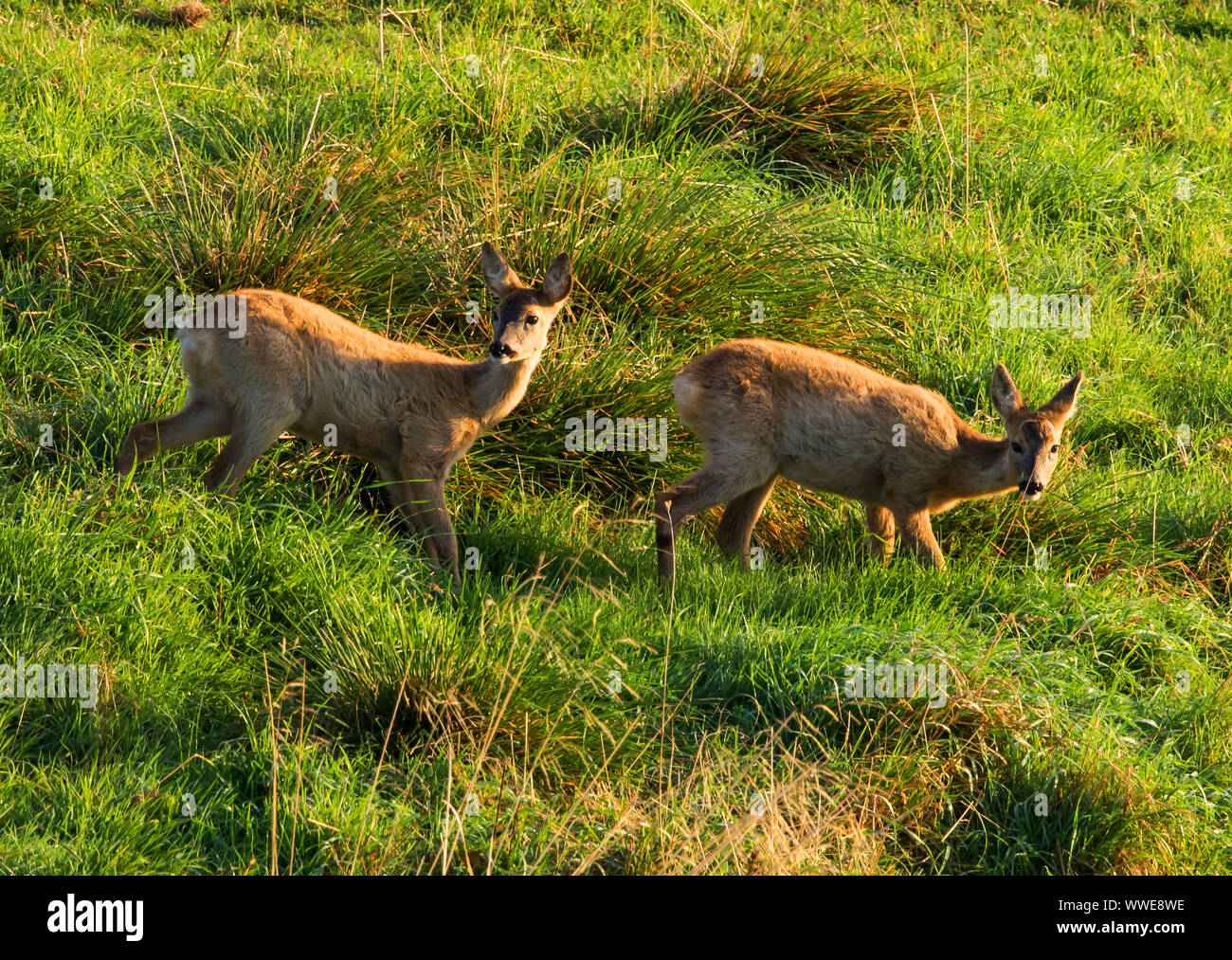 Capriolo gemelli di sei mesi di età Foto Stock