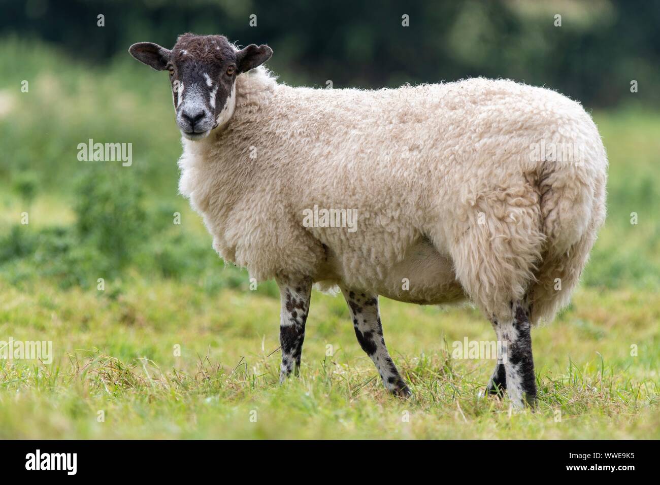 Una foto ravvicinata di una pecora in un campo Foto Stock
