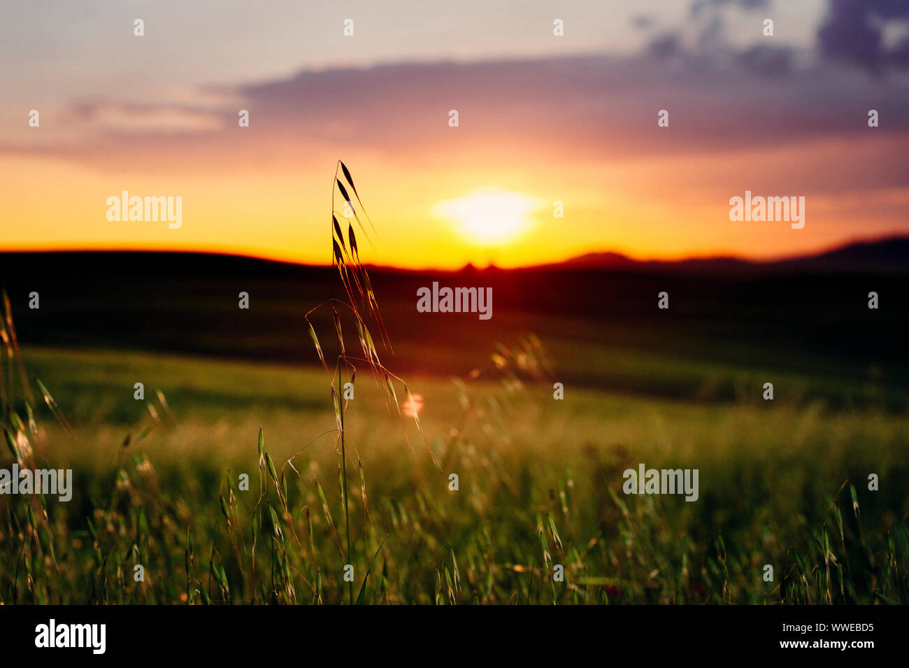 Tramonto sul tipico paesaggio toscano, Val Dorcia all'alba, Italia Foto Stock Tramonto sul tipico paesaggio toscano, Val Dorcia all'alba, Italia Foto Stock