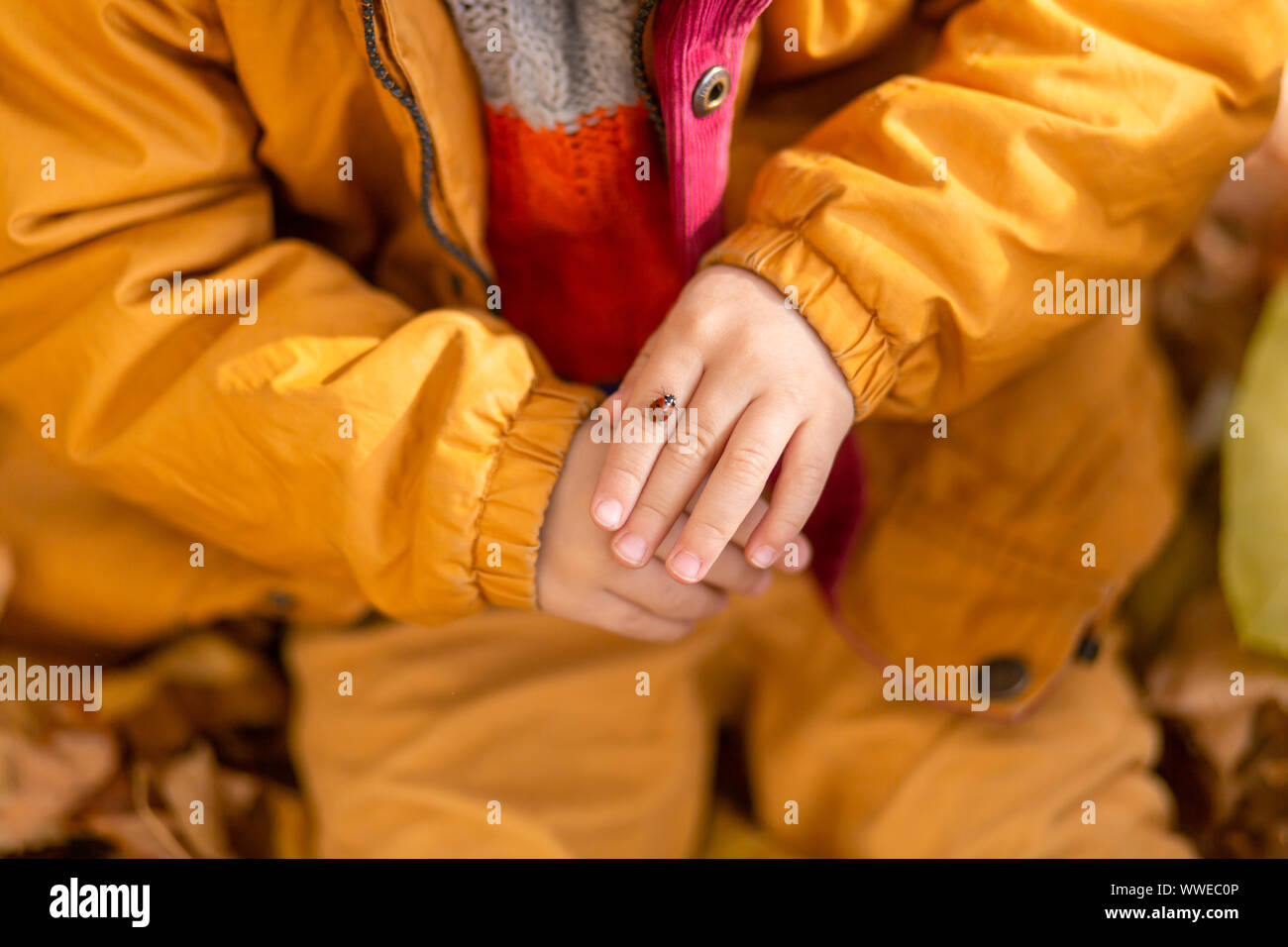 Un piccolo ragazzo in un parco in autunno si siede su foglie di giallo in una giacca gialla e mantiene una coccinella in bambini con le mani in mano. Un rosso coleottero scansioni sulle dita di Foto Stock