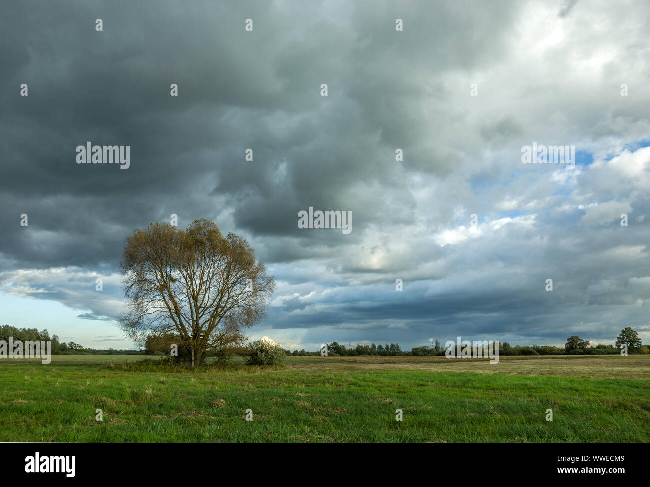 Albero nel prato e scure nuvole di pioggia Foto Stock