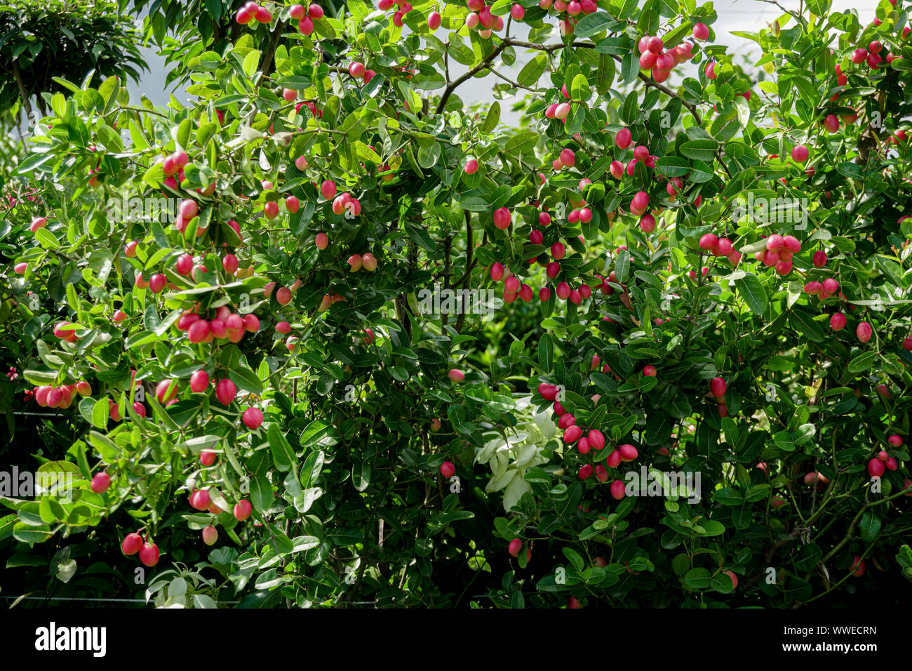 Carunda o Karonda grappolo maturo di colore rosa o rosso per la frutta con goccia,erba o medicina, alta vitamina c,antiossidante,colorata frutta sapore aspro, koranda, koromc Foto Stock