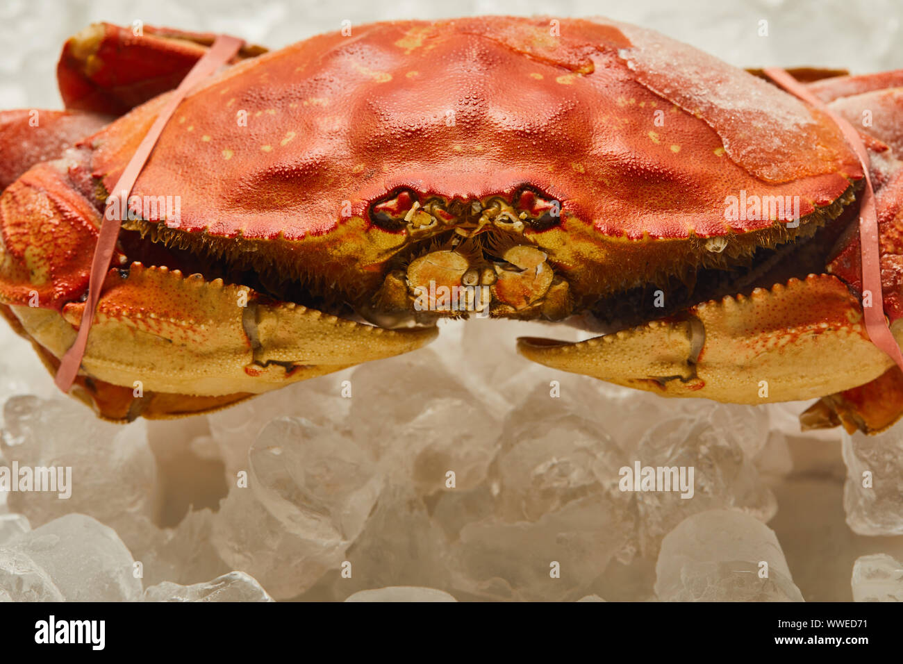 Non cotti legato granchio di mare con guscio solido su cubetti di ghiaccio su bianco Foto Stock