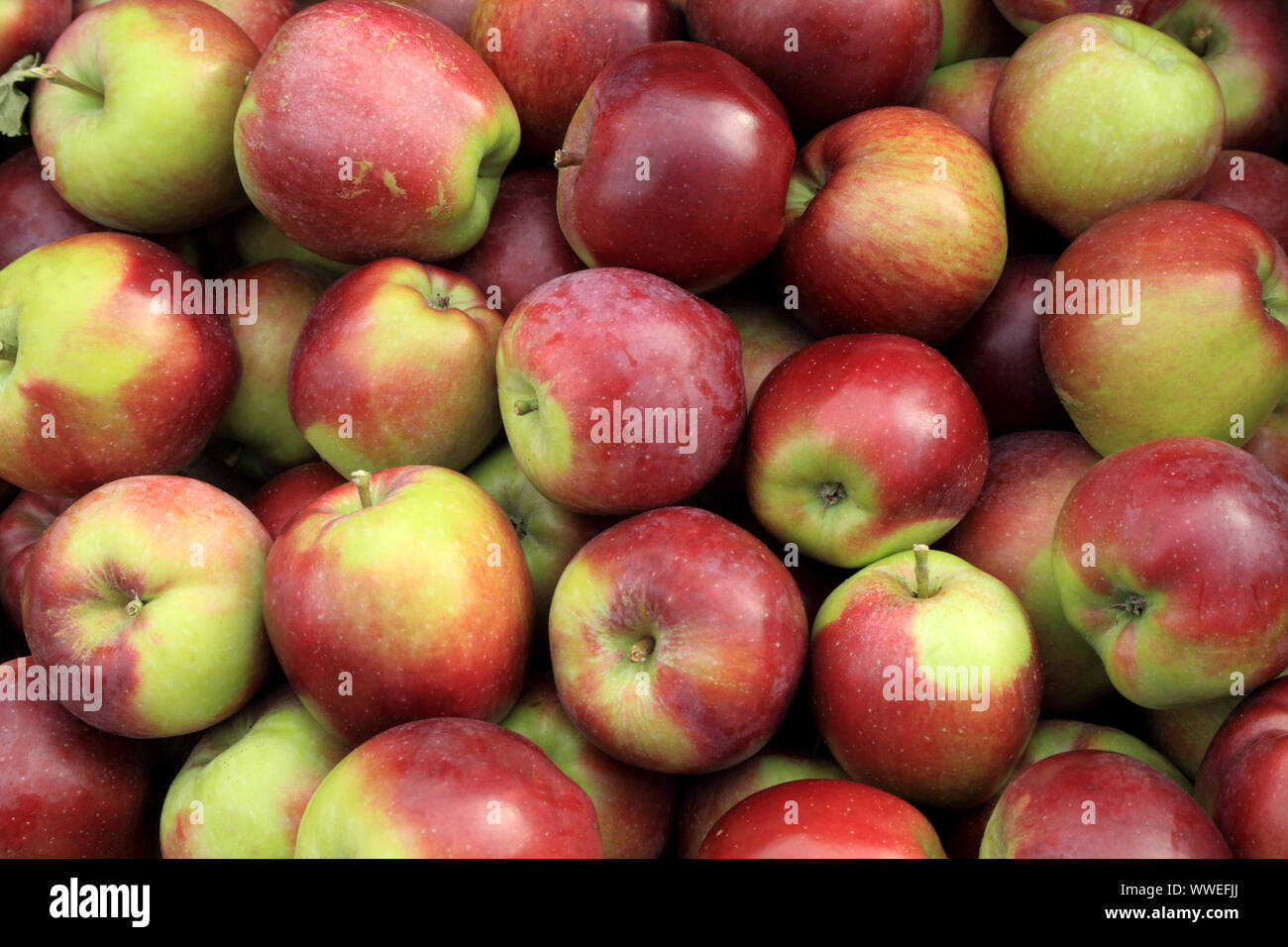 Apple 'Epicure', mele, mangiare le mele, Malus domestica, mangiare sano Foto Stock