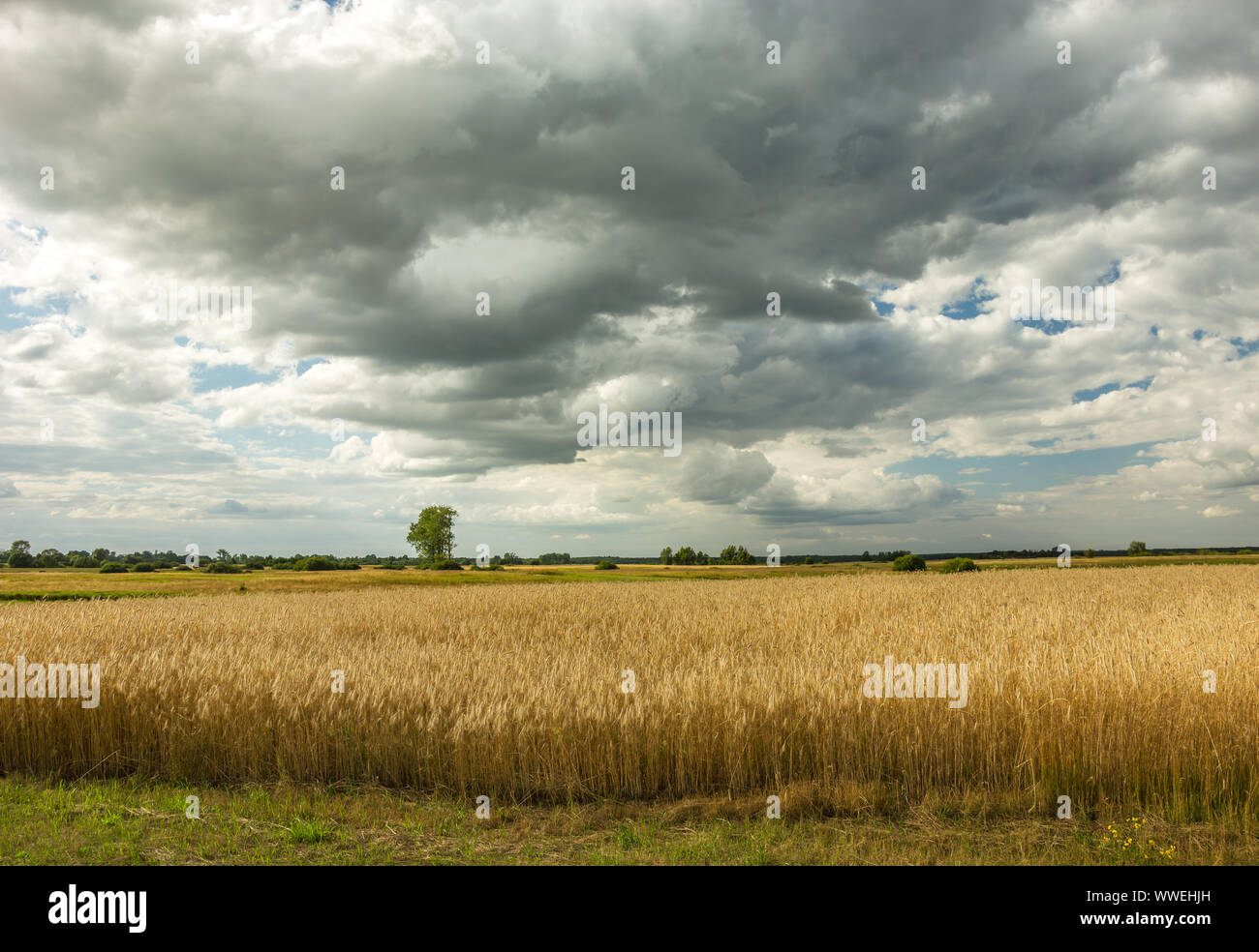 Campo di cereali e nuvole grigie nel cielo Foto Stock