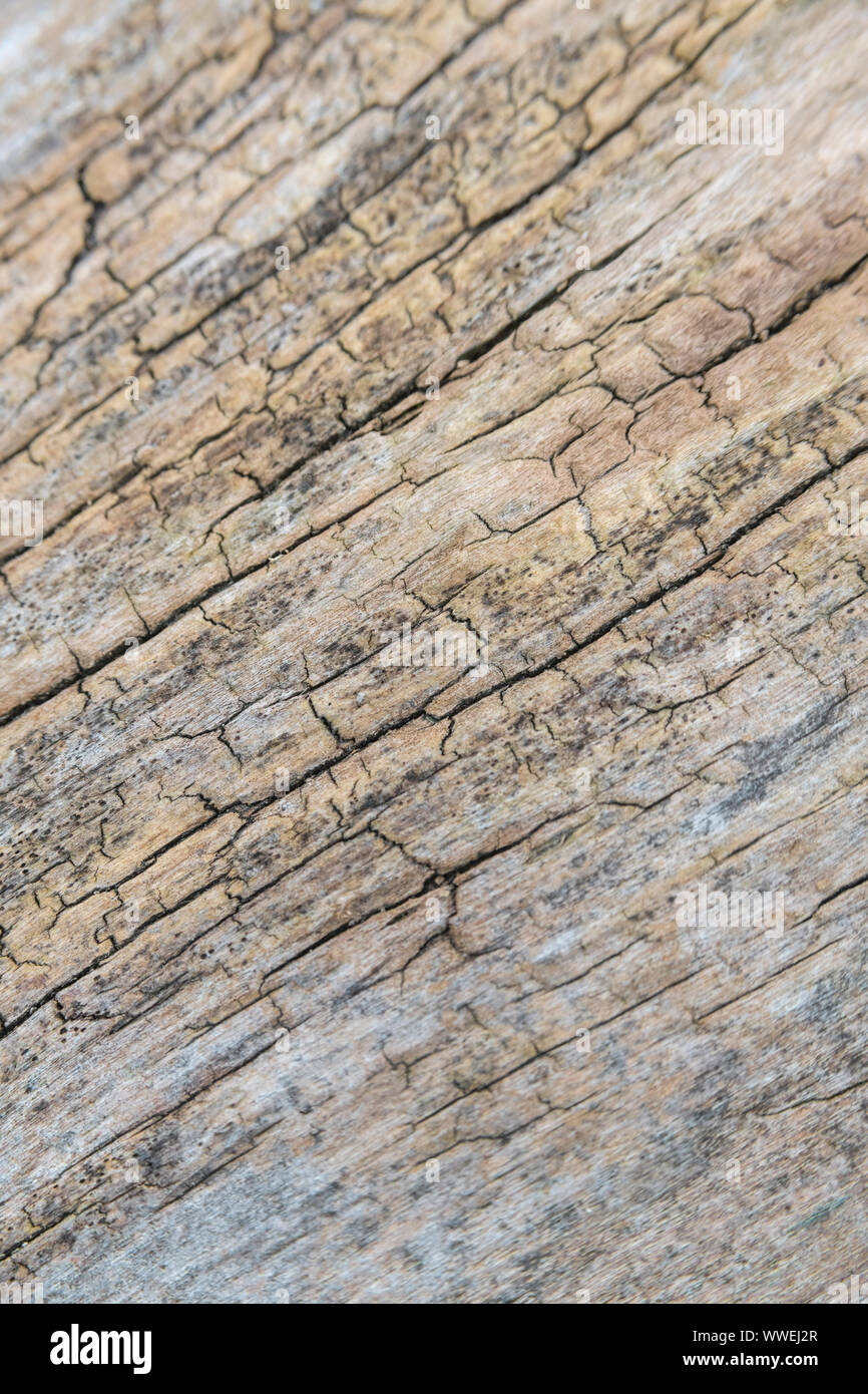 Macro Close-up shot di marciume tronco legno texture. Fusto curvo dà DoF poco profondo con la messa a fuoco limitata a immagine centrale ricambi & resto cadere. Foto Stock