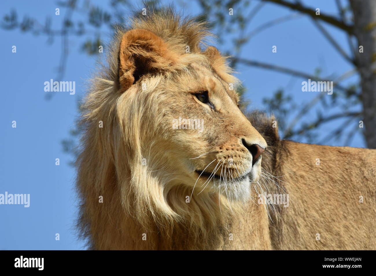Close up di un giovane maschio testa leone su blu sfocate sullo sfondo del cielo Foto Stock