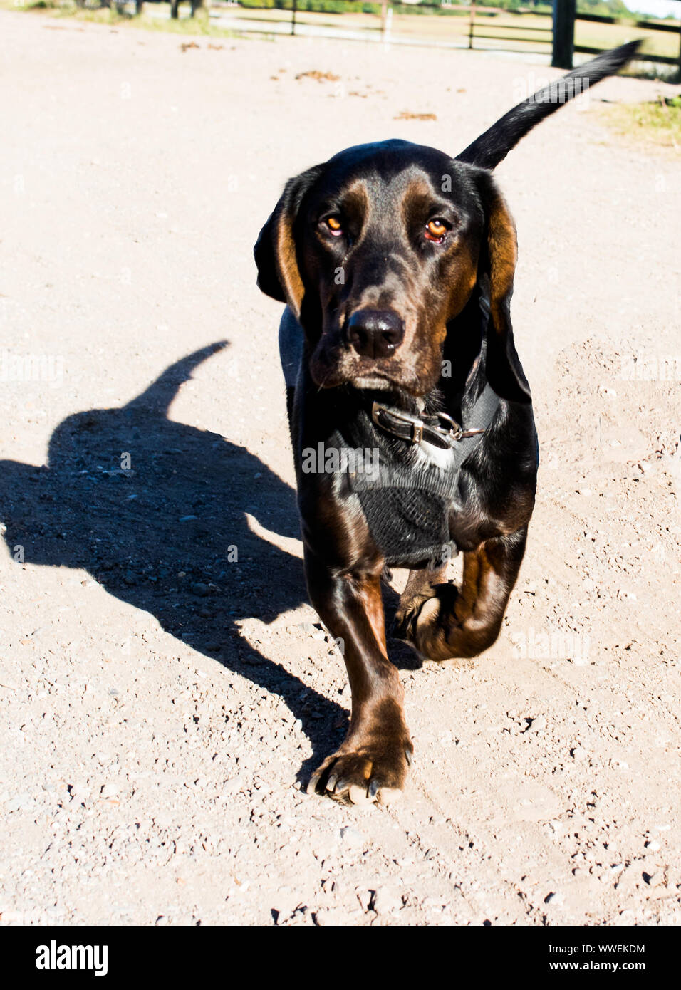 Il cane di andare a fare una passeggiata sulla ghiaia Foto Stock