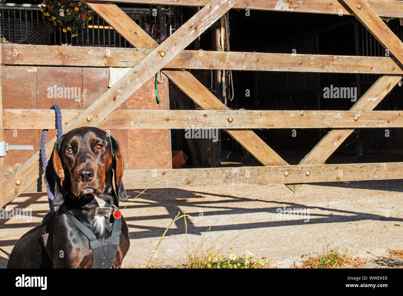 Cane presso la fattoria Foto Stock