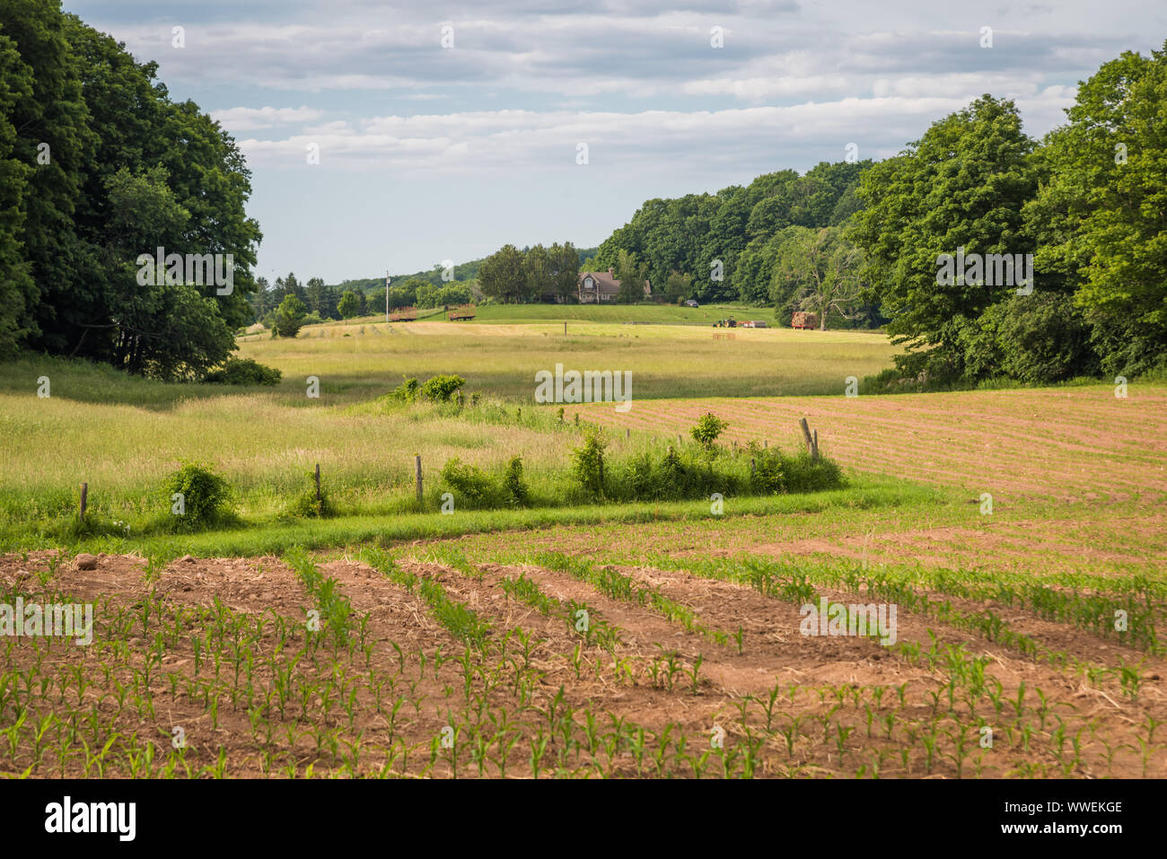 Inizio crescente mais in corre sulla fattoria tradizionale in Nuova Inghilterra, STATI UNITI D'AMERICA Foto Stock