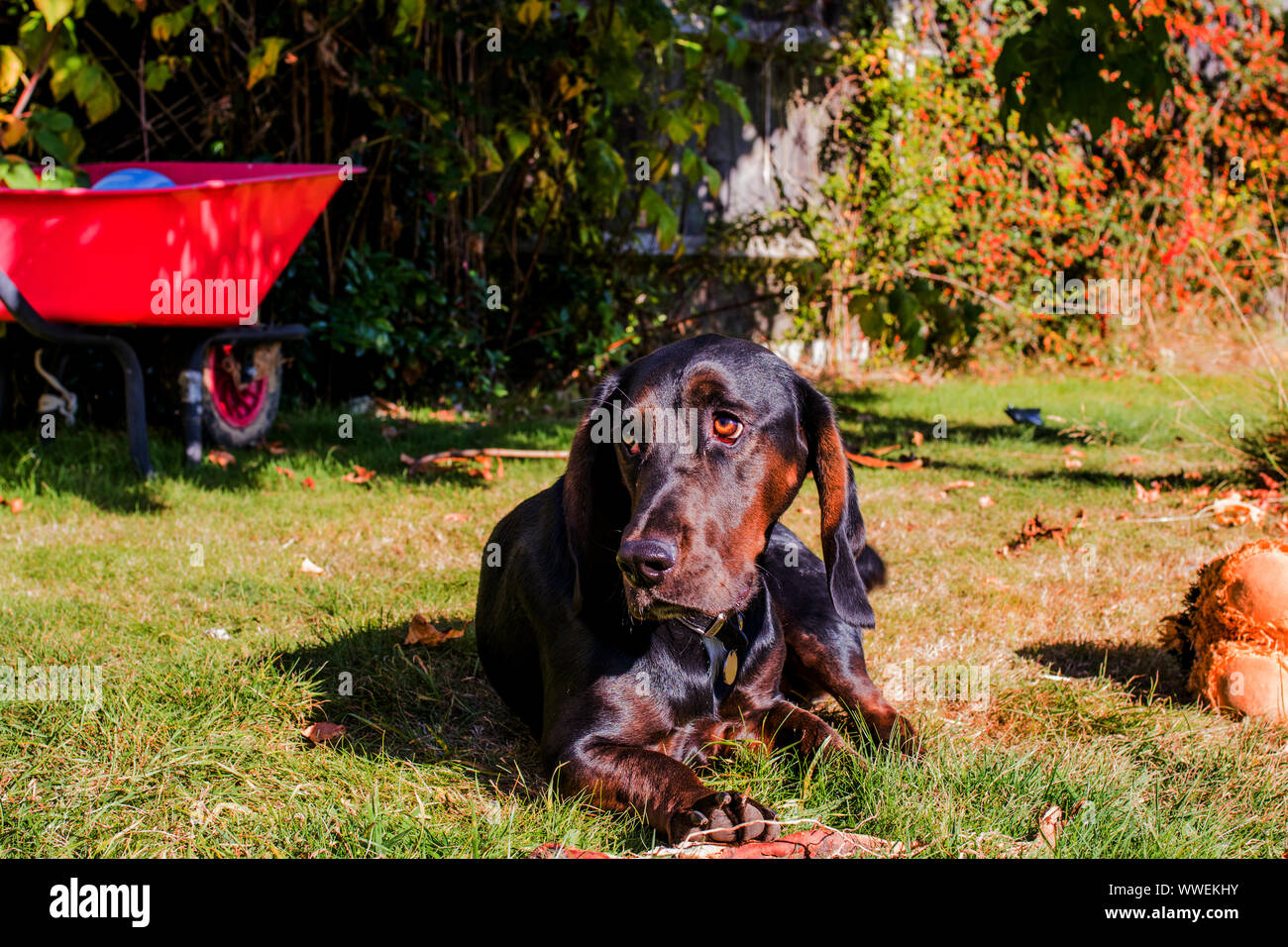 Cane al sole nel giardino Foto Stock