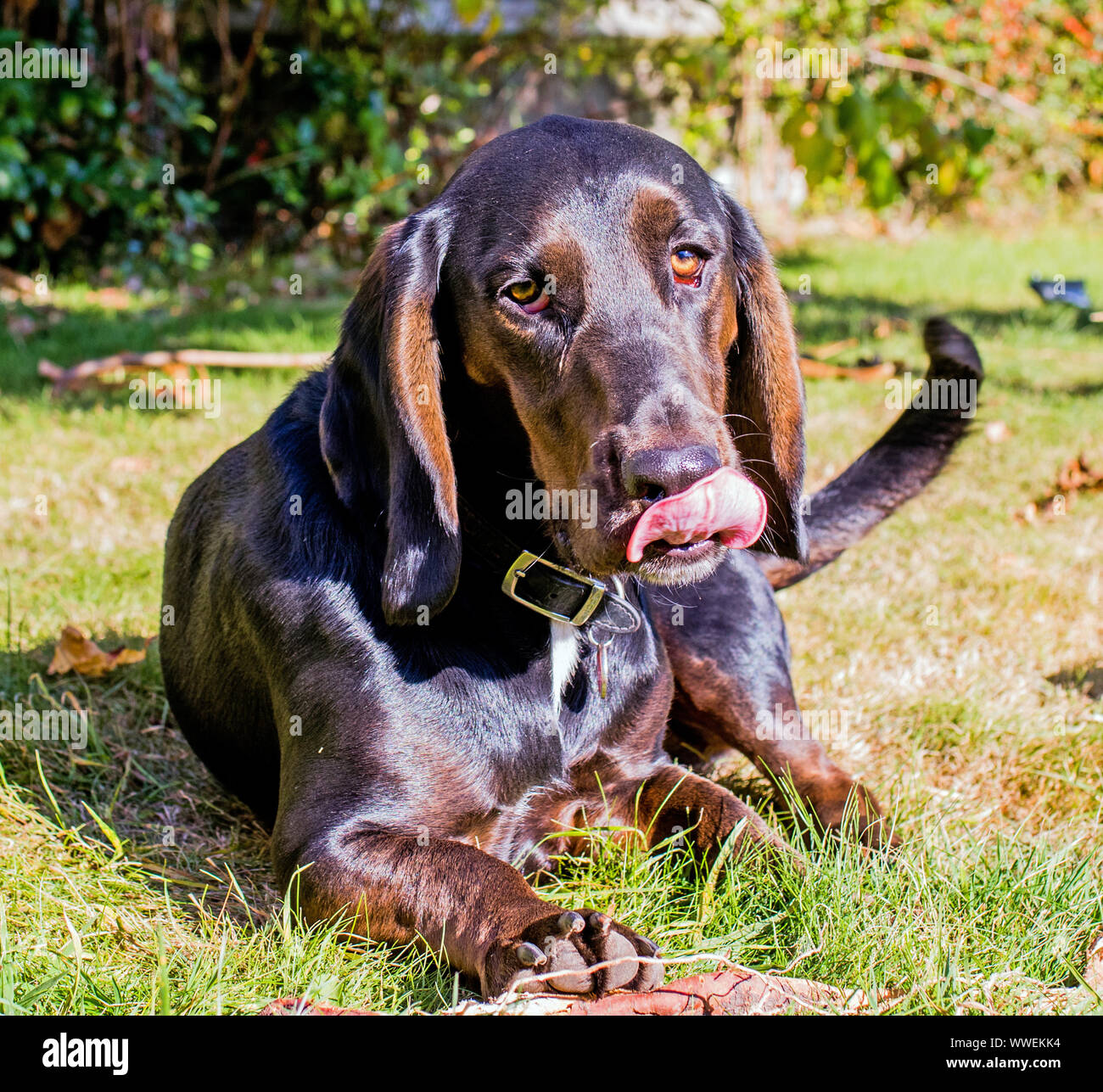 Cane che lo lambisce le labbra Foto Stock