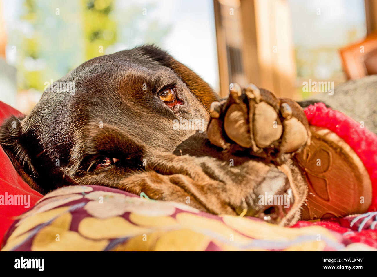 Triste cane il suo volto nel sole del mattino Foto Stock