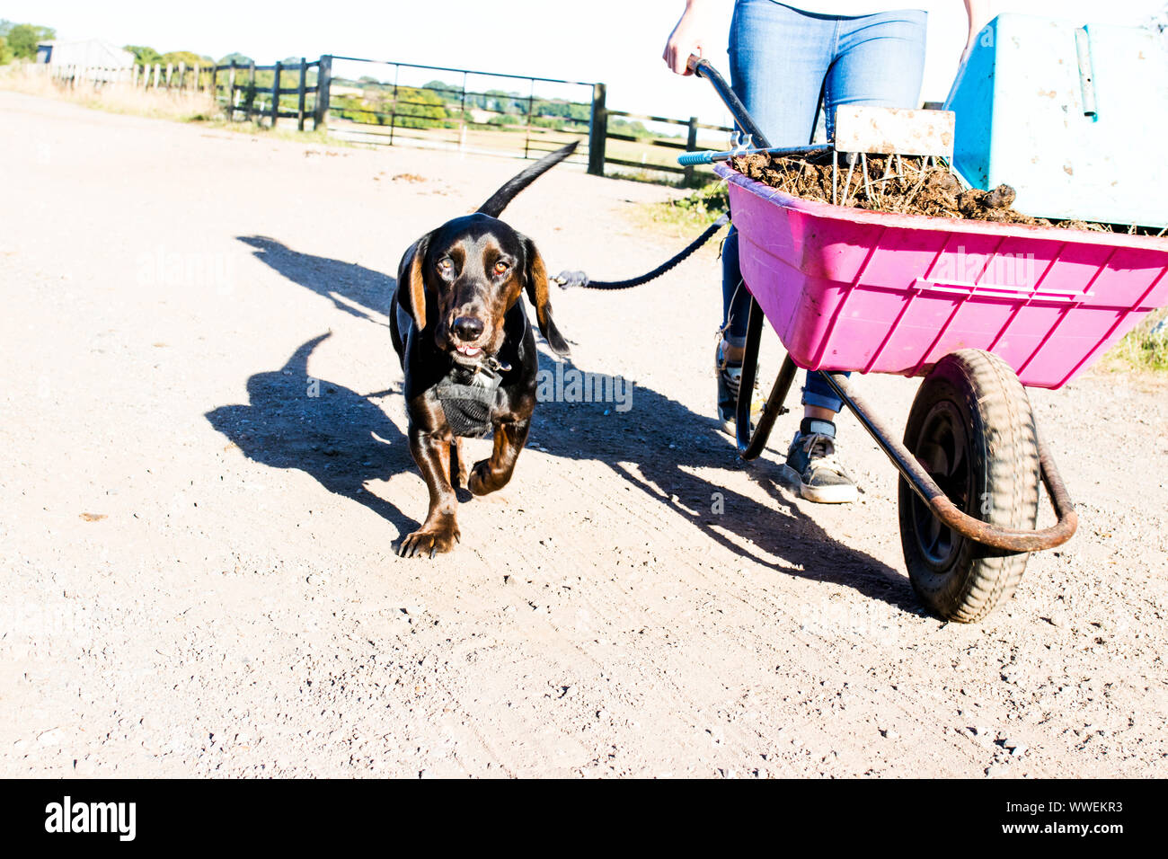Passeggiate con il cane in azienda Foto Stock