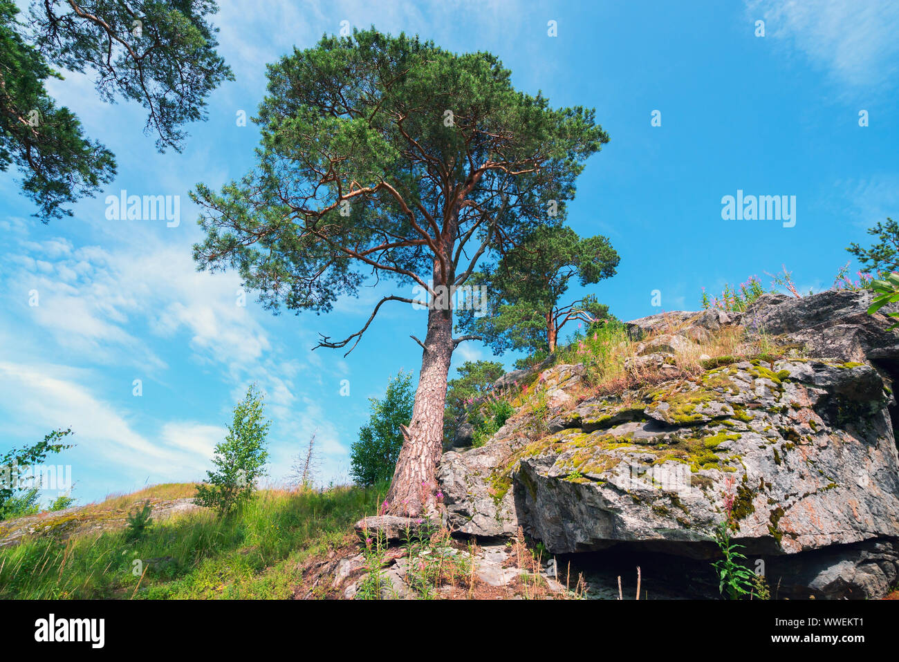 Pino Alto sulla scogliera . Paesaggio estivo, Carelia Foto Stock