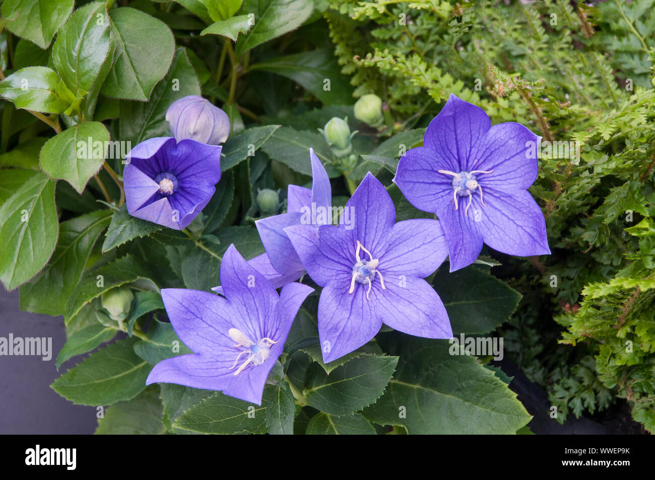 Platycodon palloncino fiore viola fiori blu che mostra i fiori apertura completamente aperto e gemme un perenne che ama il sole pieno ed è completamente hardy Foto Stock