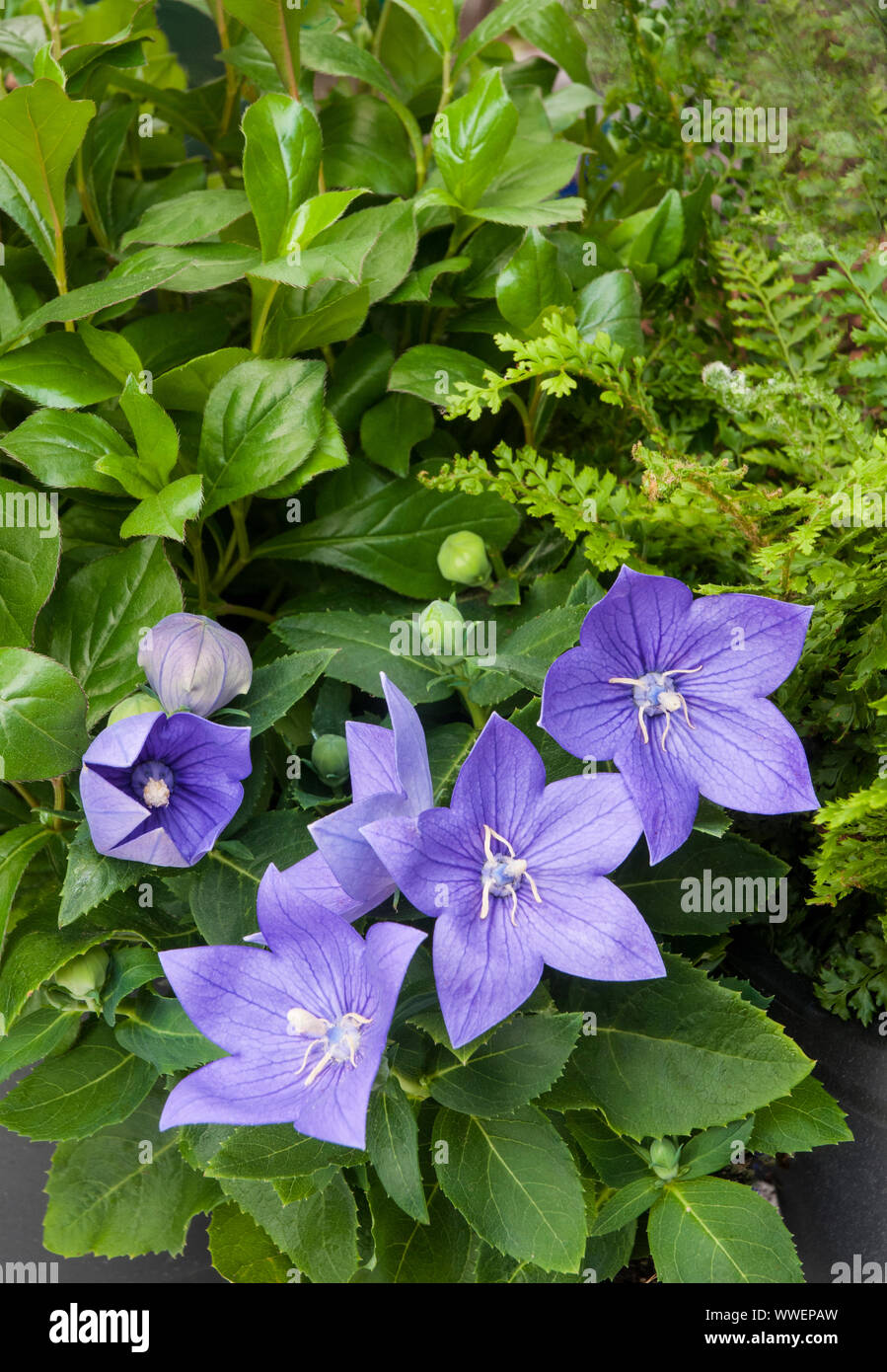 Platycodon palloncino fiore viola fiori blu che mostra i fiori apertura completamente aperto e gemme un perenne che ama il sole pieno ed è completamente hardy Foto Stock