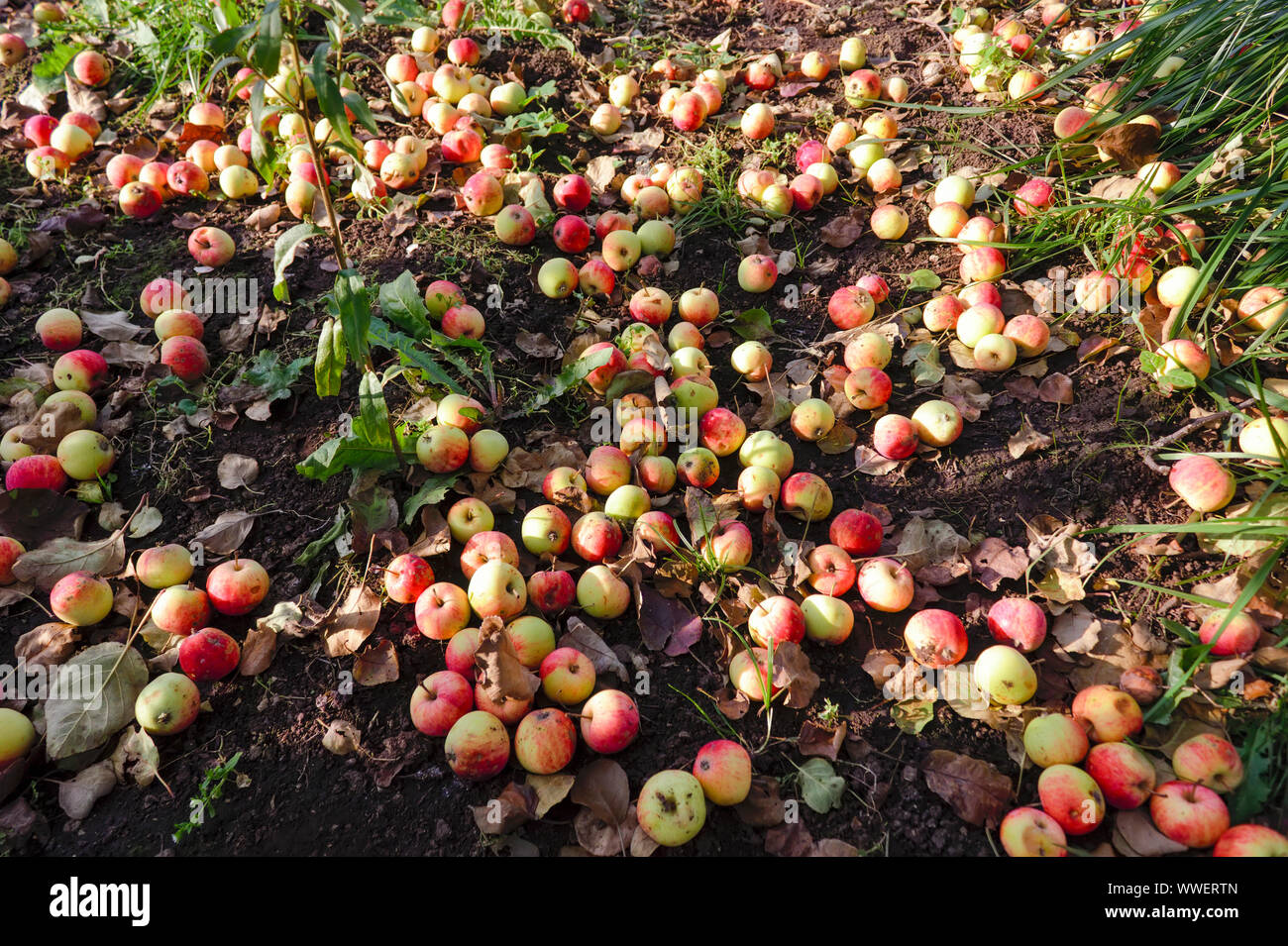 In autunno le mele sulla terra. Mele caduto. Caduto mele mature giacciono a terra accanto al melo close-up. Foto Stock